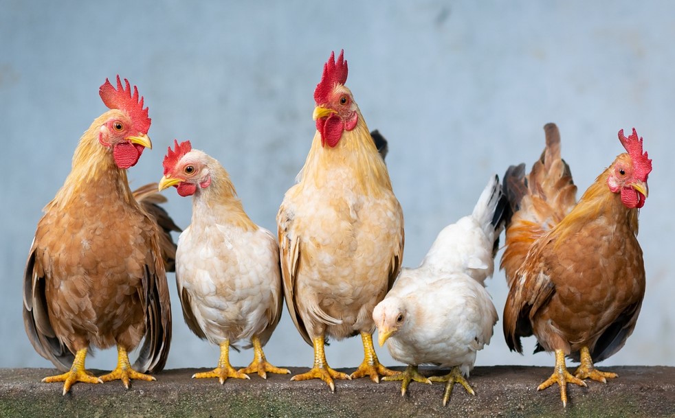 Peternakan Ayam Petelur Biasanya Menggunakan Kandang dengan Sistem Apa